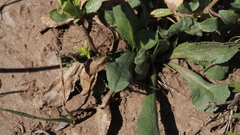 Grindelia hallii