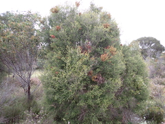 Melaleuca lanceolata