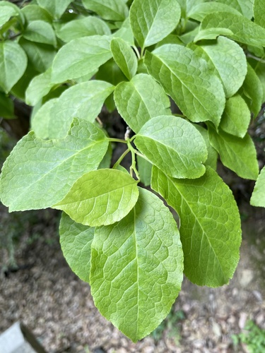 Ilex macropoda