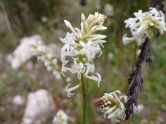 Stackhousia aspericocca