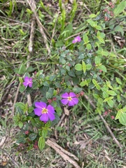 Melastomeae