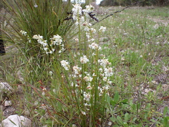 Stackhousia aspericocca