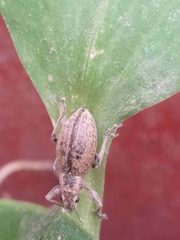 Naupactus