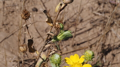 Grindelia hallii