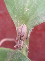 Naupactus