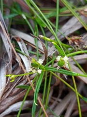 Monotaxis linifolia
