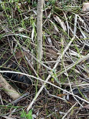 Monotaxis linifolia