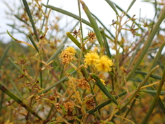 Acacia ligulata