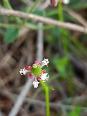 Monotaxis linifolia