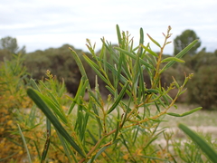 Acacia ligulata