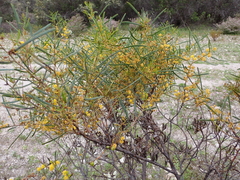 Acacia ligulata