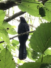 Eudynamys orientalis