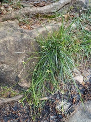 Monotaxis linifolia