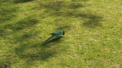 Barnardius zonarius