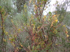 Muehlenbeckia adpressa