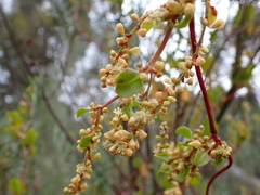 Muehlenbeckia adpressa
