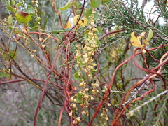 Muehlenbeckia adpressa