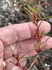 Ludwigia linearis