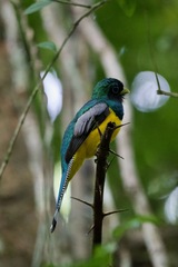 Trogon rufus