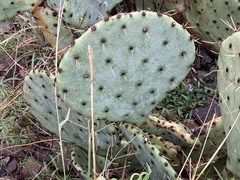 Opuntia orbiculata