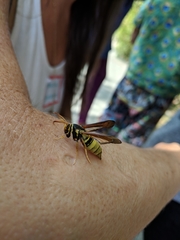 Paranthrene robiniae