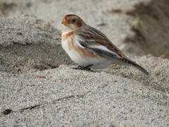 Plectrophenax nivalis