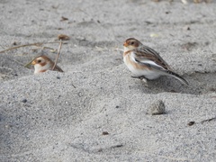 Plectrophenax nivalis