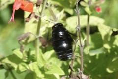 Xylocopa strandi