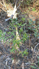 Trichostema setaceum