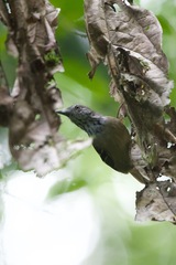 Epinecrophylla fulviventris