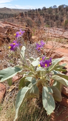 Solanum diversiflorum