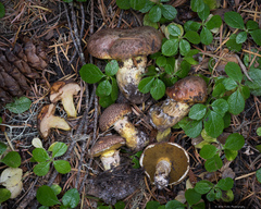 Suillus lakei
