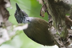 Epinecrophylla fulviventris