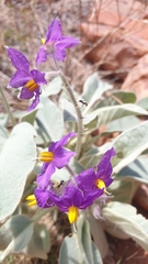 Solanum diversiflorum
