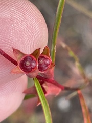 Ludwigia linearis