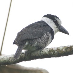 Notharchus hyperrhynchus