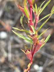 Ludwigia linearis