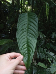 Anthurium testaceum