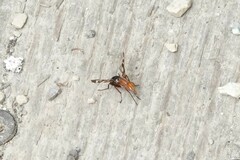 Tritoxa incurva