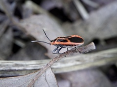 Arocatus melanostoma