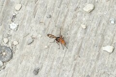 Tritoxa incurva