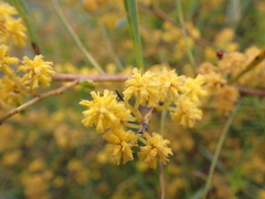 Acacia ligulata