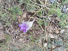 Pulsatilla turczaninovii