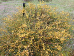 Acacia ligulata