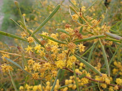 Acacia ligulata