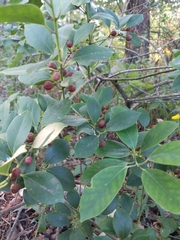 Ilex integra