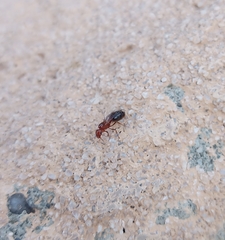 Solenopsis xyloni