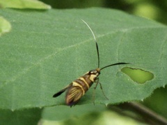 Nemophora trimetrella