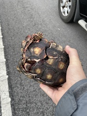 Gopherus berlandieri