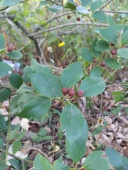 Ilex integra